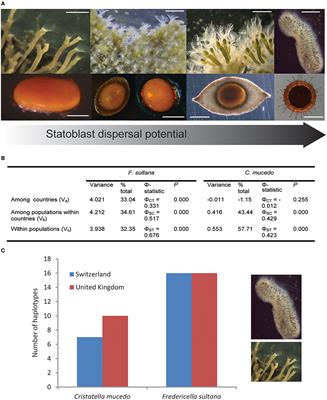 Waterbird-Mediated Dispersal and Freshwater Biodiversity: General Insights From Bryozoans